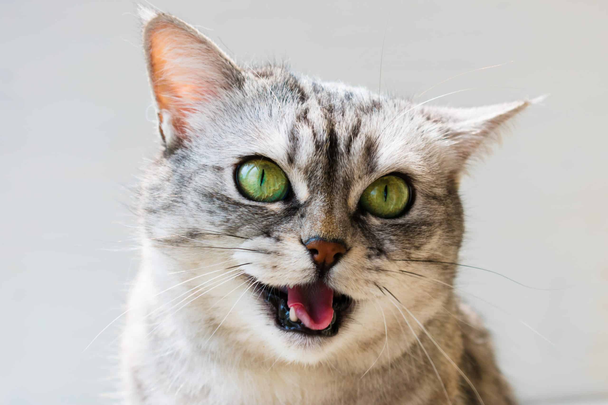 young british cat open mouth say meow. Portrait of emotional British cat with bright green eyes on white background