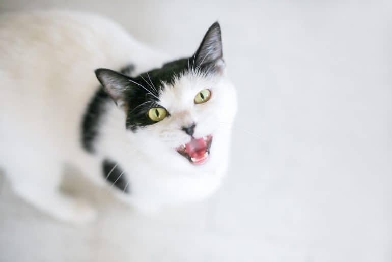A black and white domestic shorthair cat looking up and meowing