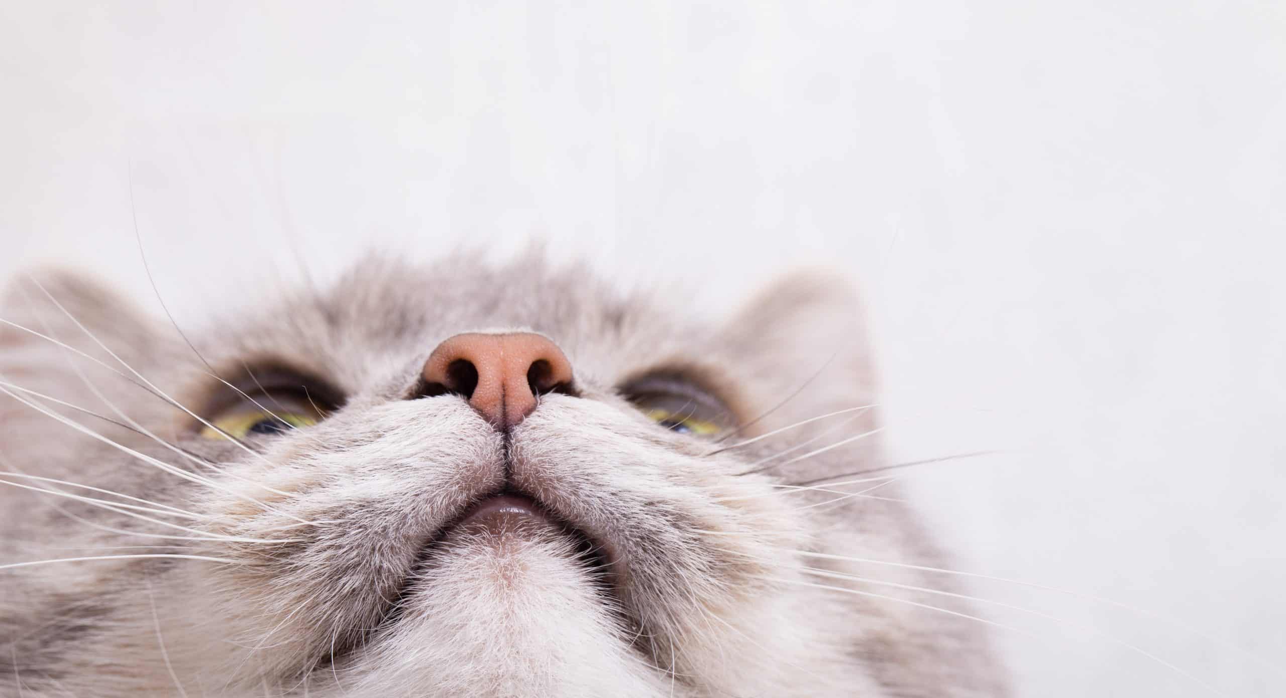 Muzzle of a gray cat