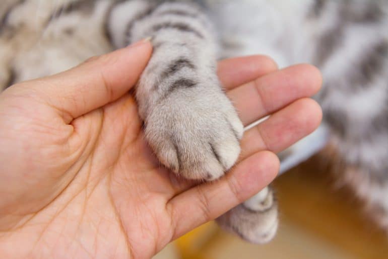 Cat's foot in the hand of human