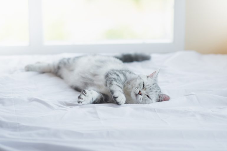 Cute American Shorthair kitten sleeping on white bed