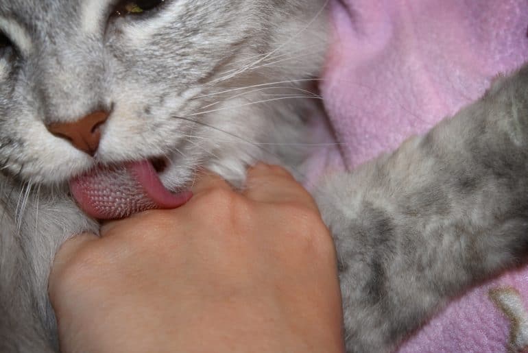 Cat licking Hand