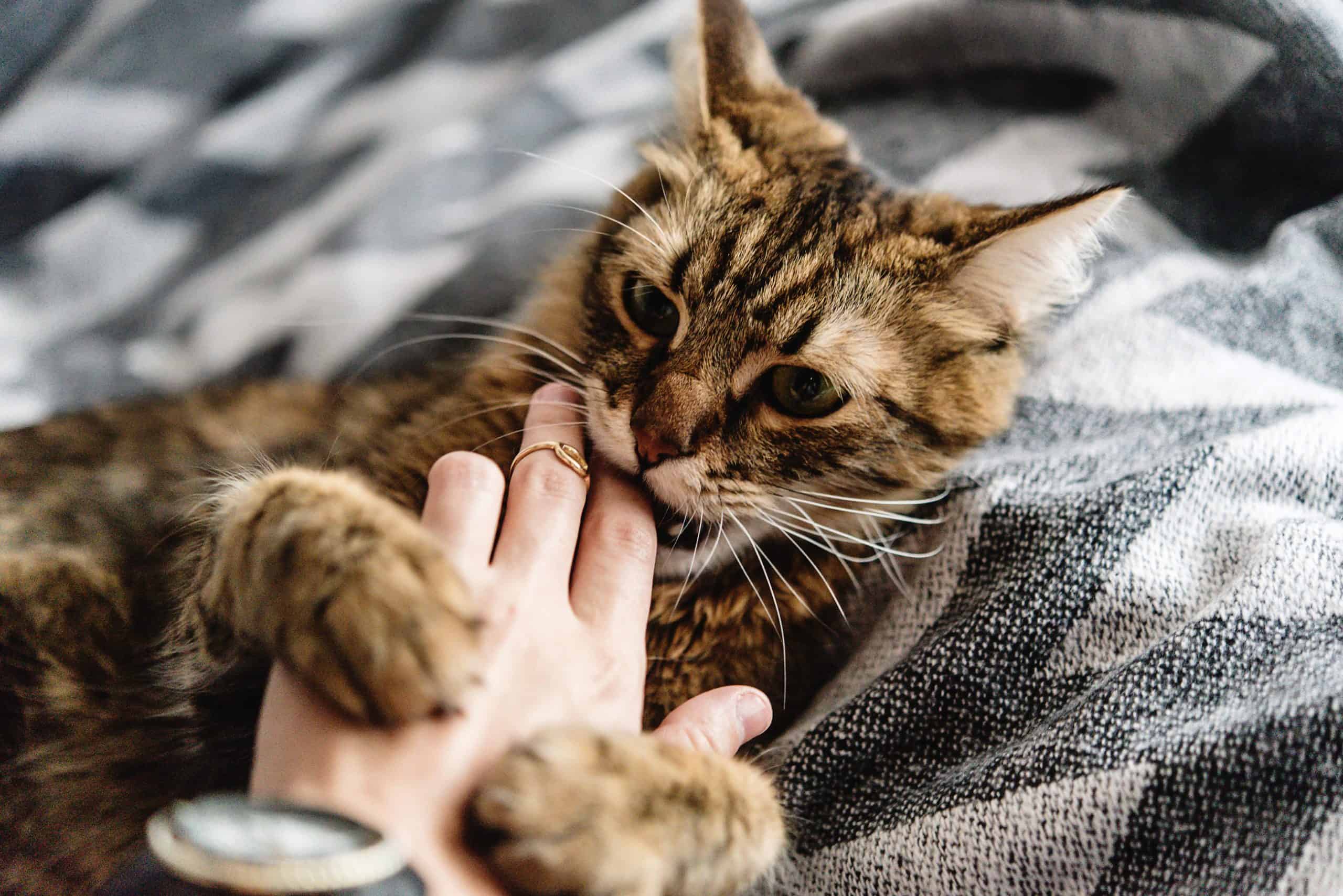 Cat scratches hand