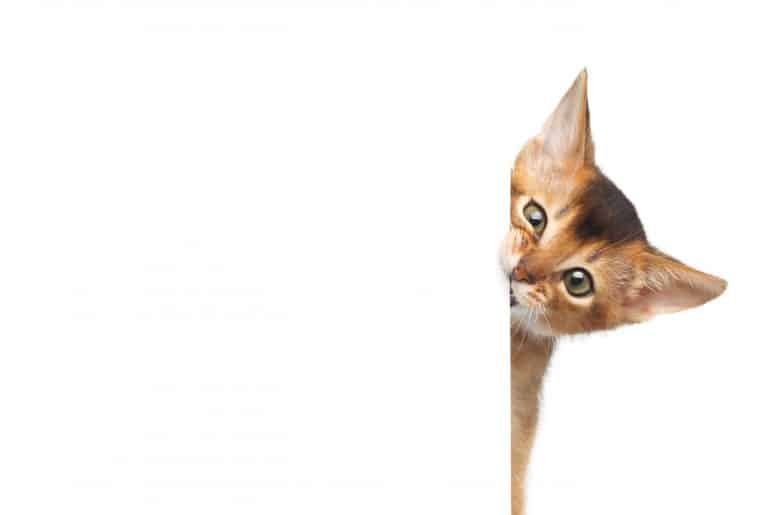 Curious Abyssinian Kitty Looking from sheet on Isolated White Background
