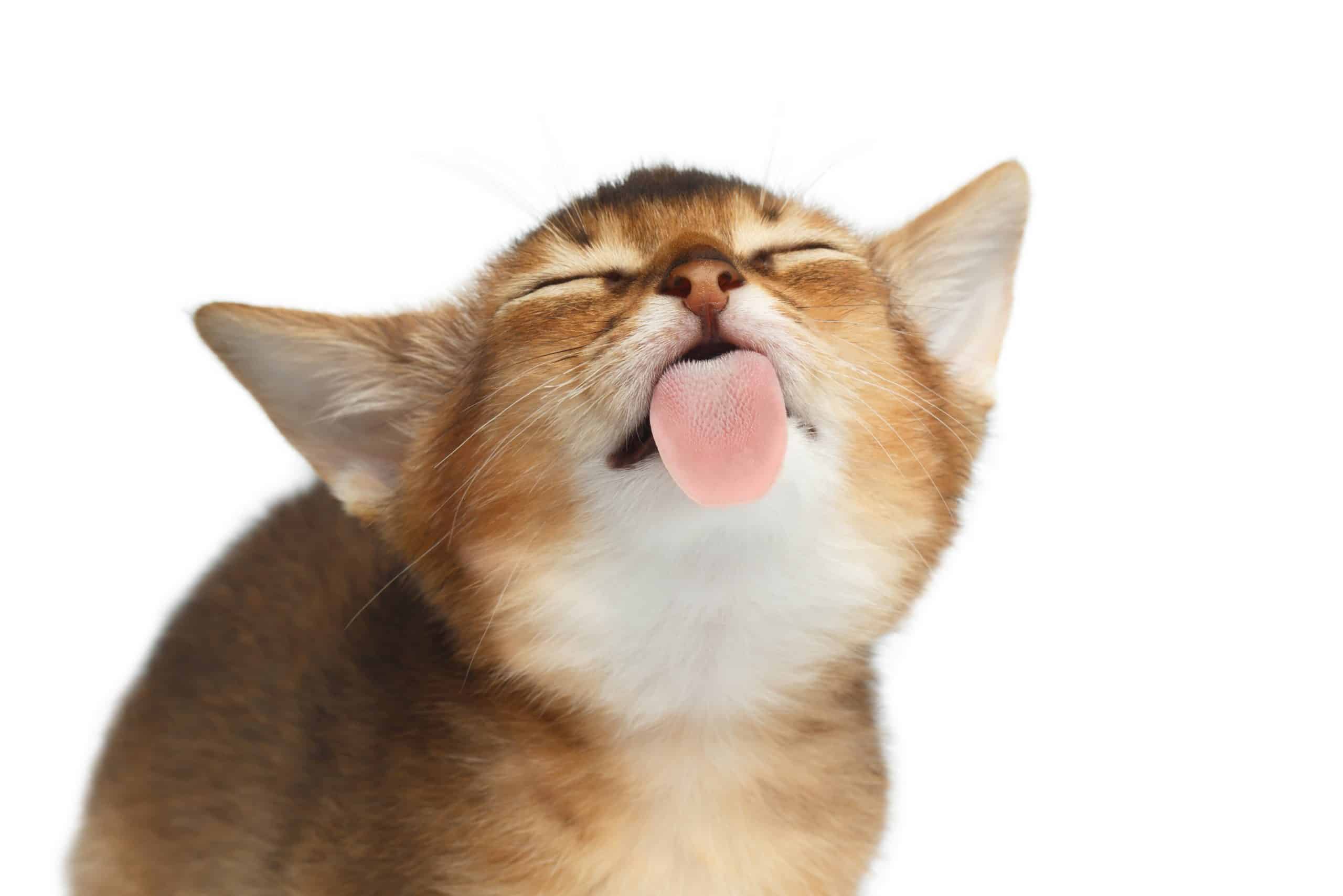 Licking cat