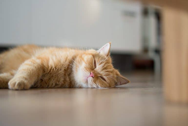 lovely cat american short hair sleeping on wood floor