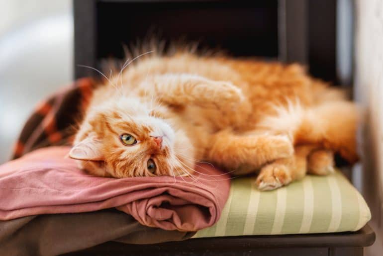 Cute ginger cat sleeps on a pile of clothes. Fluffy pet is dozing among cardigans. Cozy home background.