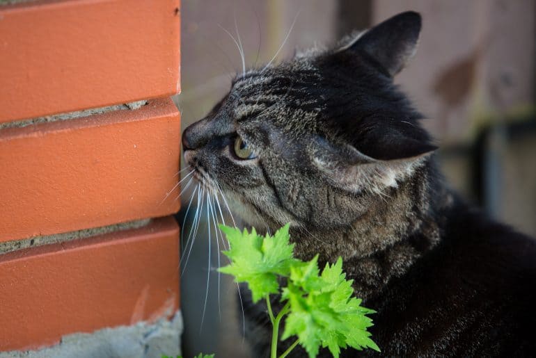 Cat head sniffing brick fence
