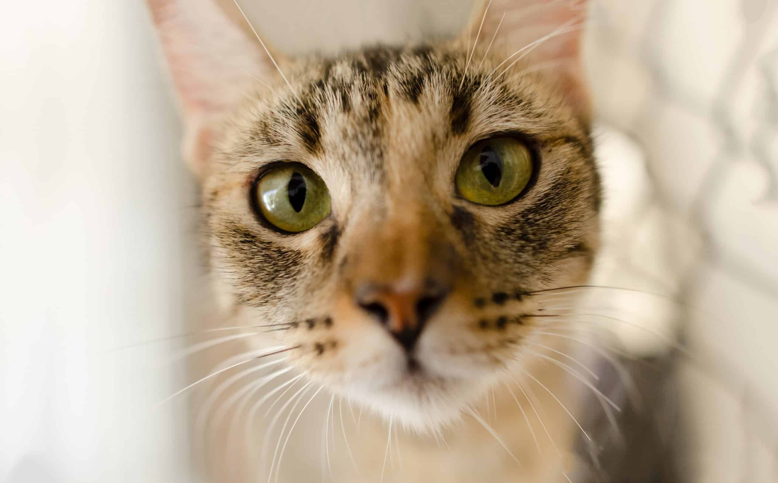 Cat Tabby Eyes