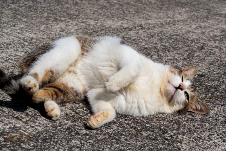 Tabby white cat rolling on the ground