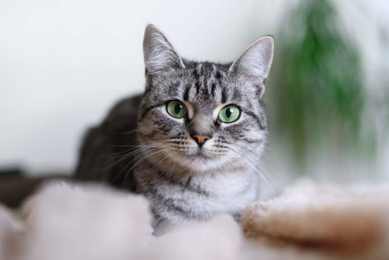Beautiful American Shorthair cat with green eyes.