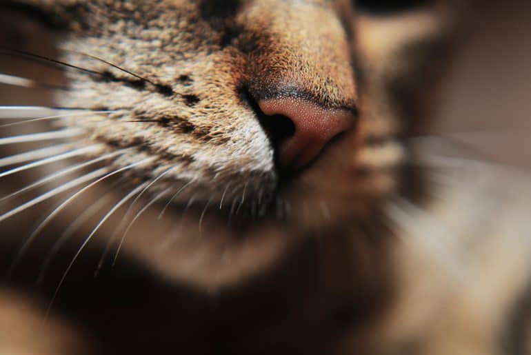 Close up of cat nose