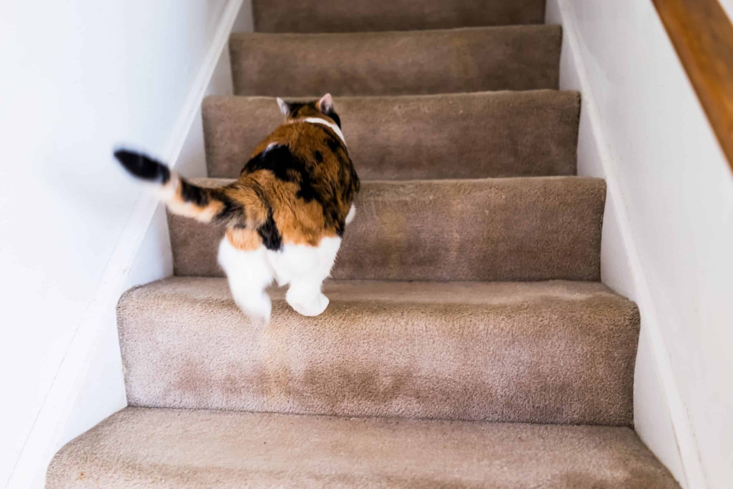 Calico white and ginger cat running up carpet stairs inside indoor home