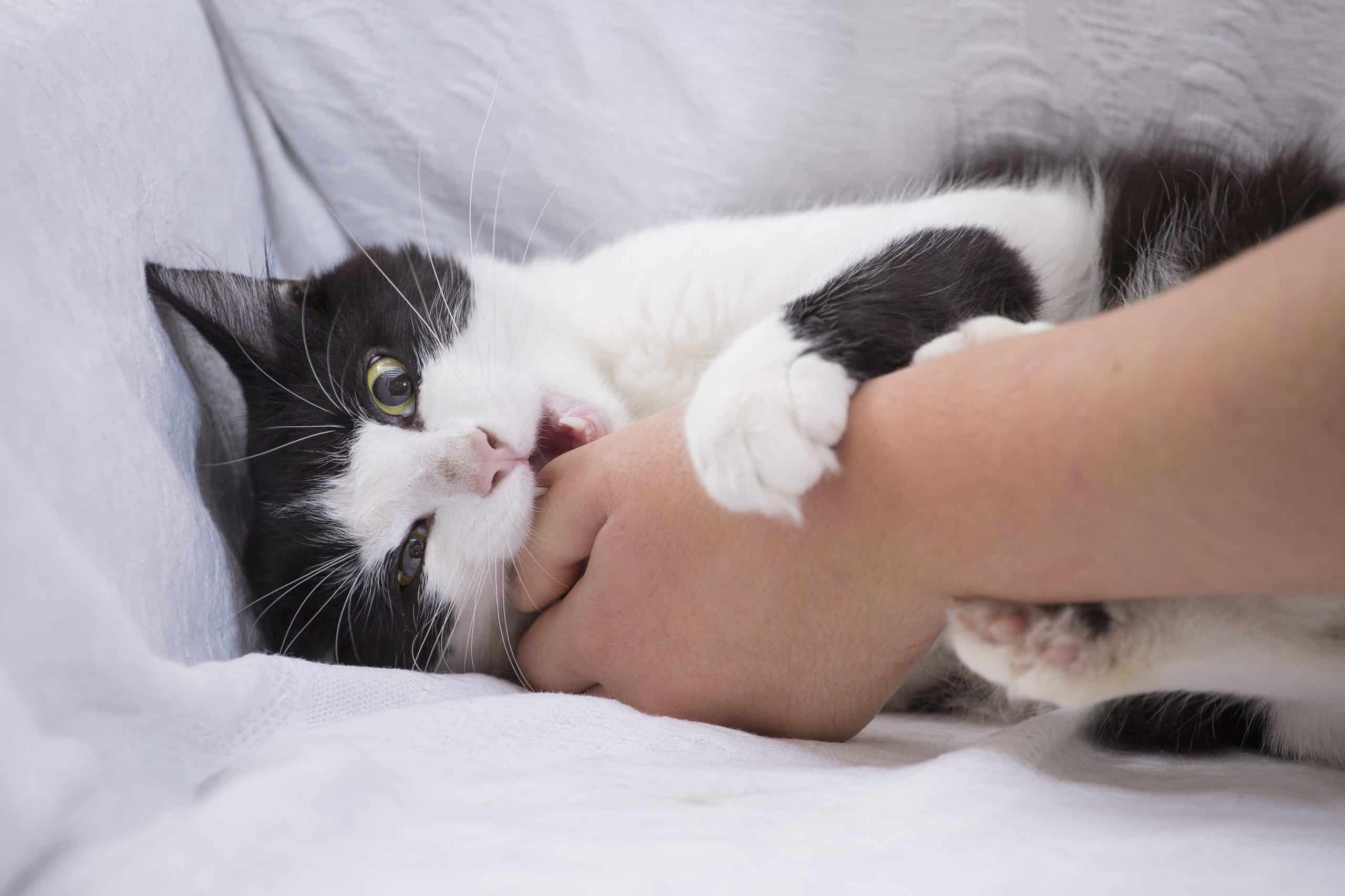 К чему снится кошка кусает за руку. Кошка кусает. Кошка кусает руку. Кусачая кошка.