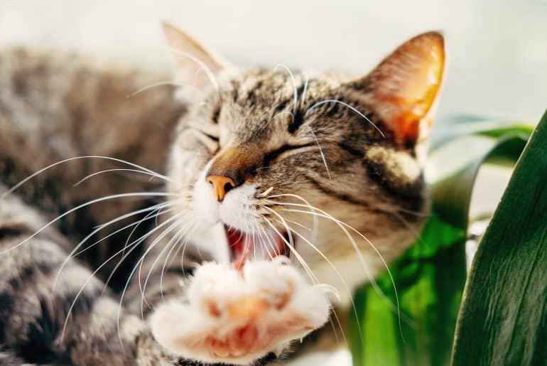 cat yawns close-up