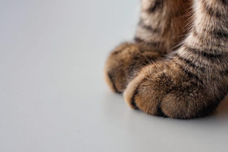 cat paws in closeup