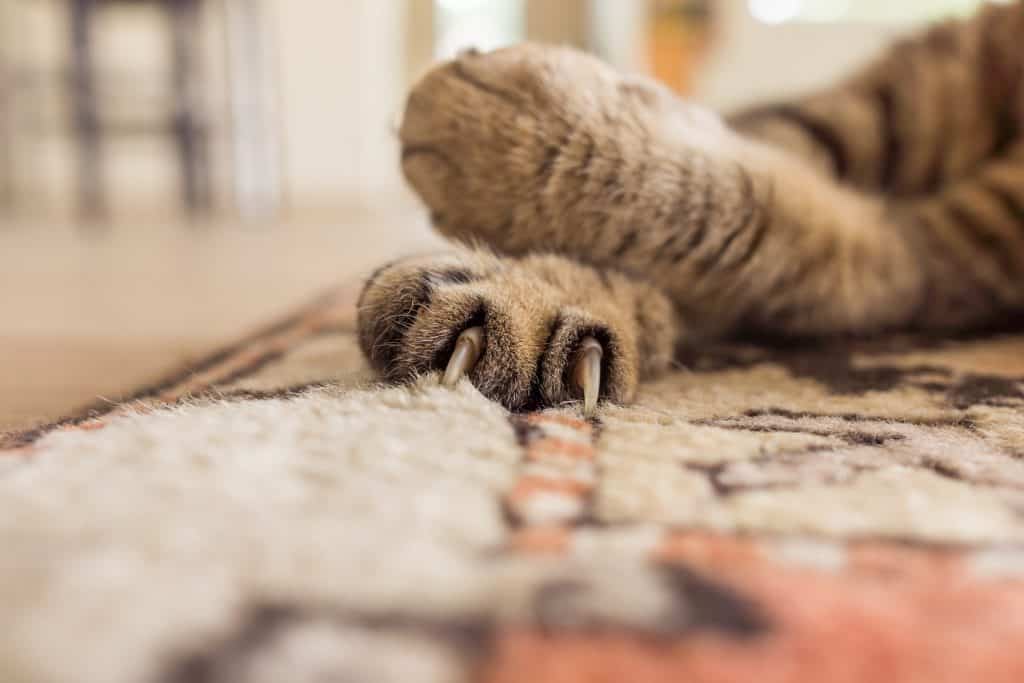 Why does my cat scratch the floor? – Kitty Cat Tips