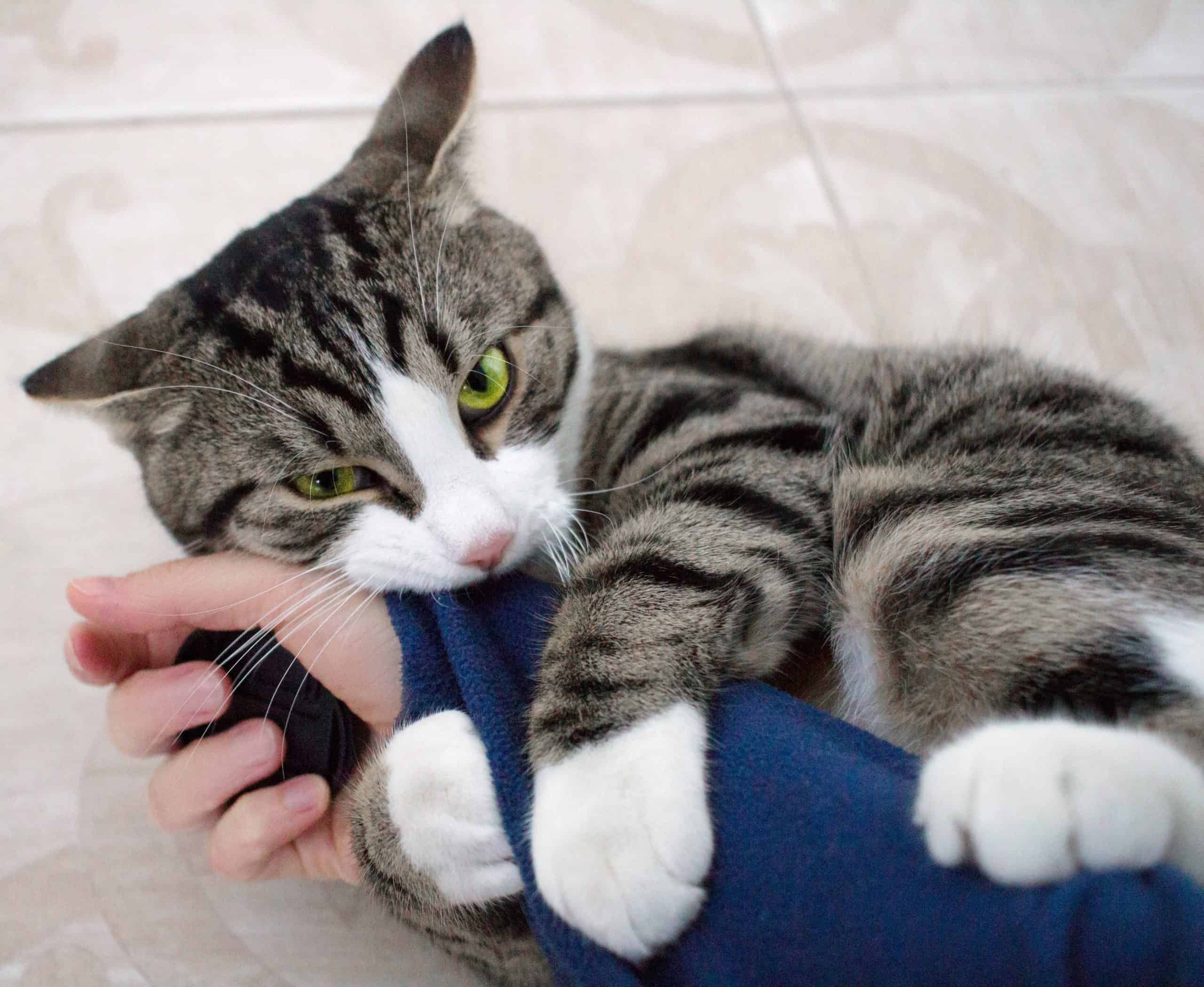 Domestic pet cat with bright green eyes plays biting arm sleeve