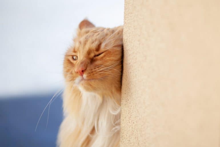 Ginger cat rubbing against a wall