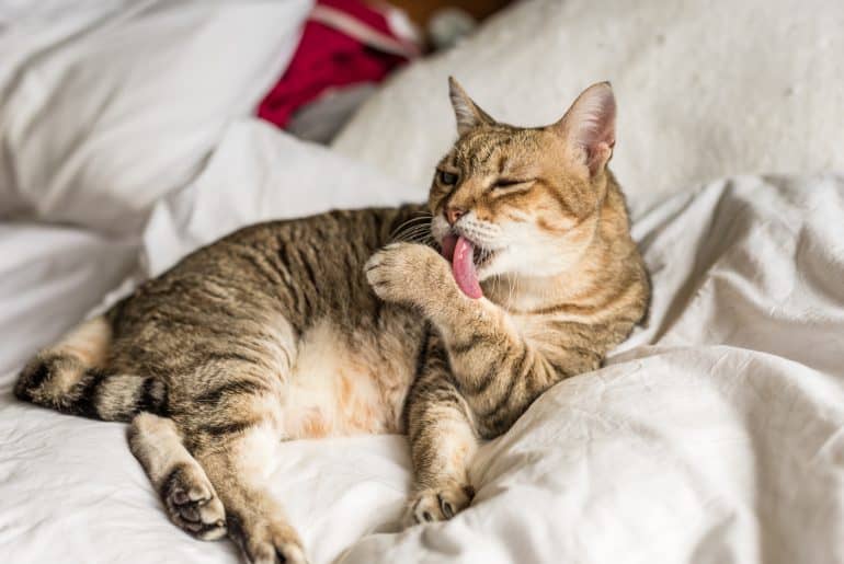 lazy and funny tabby cat wash and stay on a bed at home