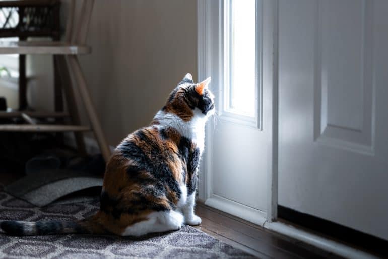 Cat looking out door