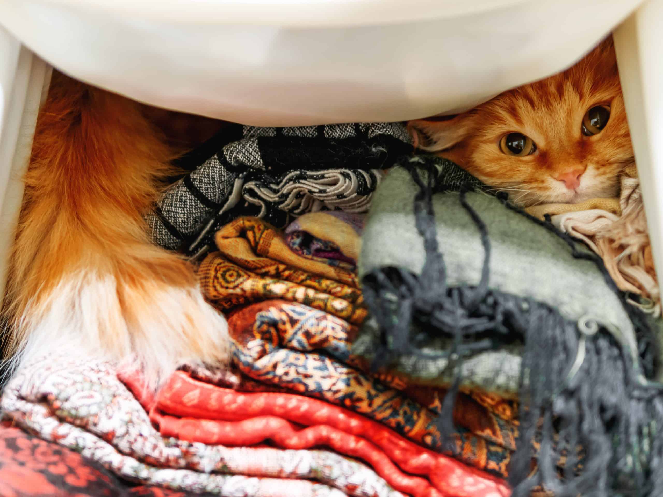 Cute ginger cat sitting on a pile of colorful scarfs in wardrobe.