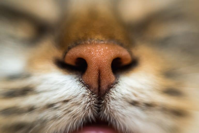 cat's nose