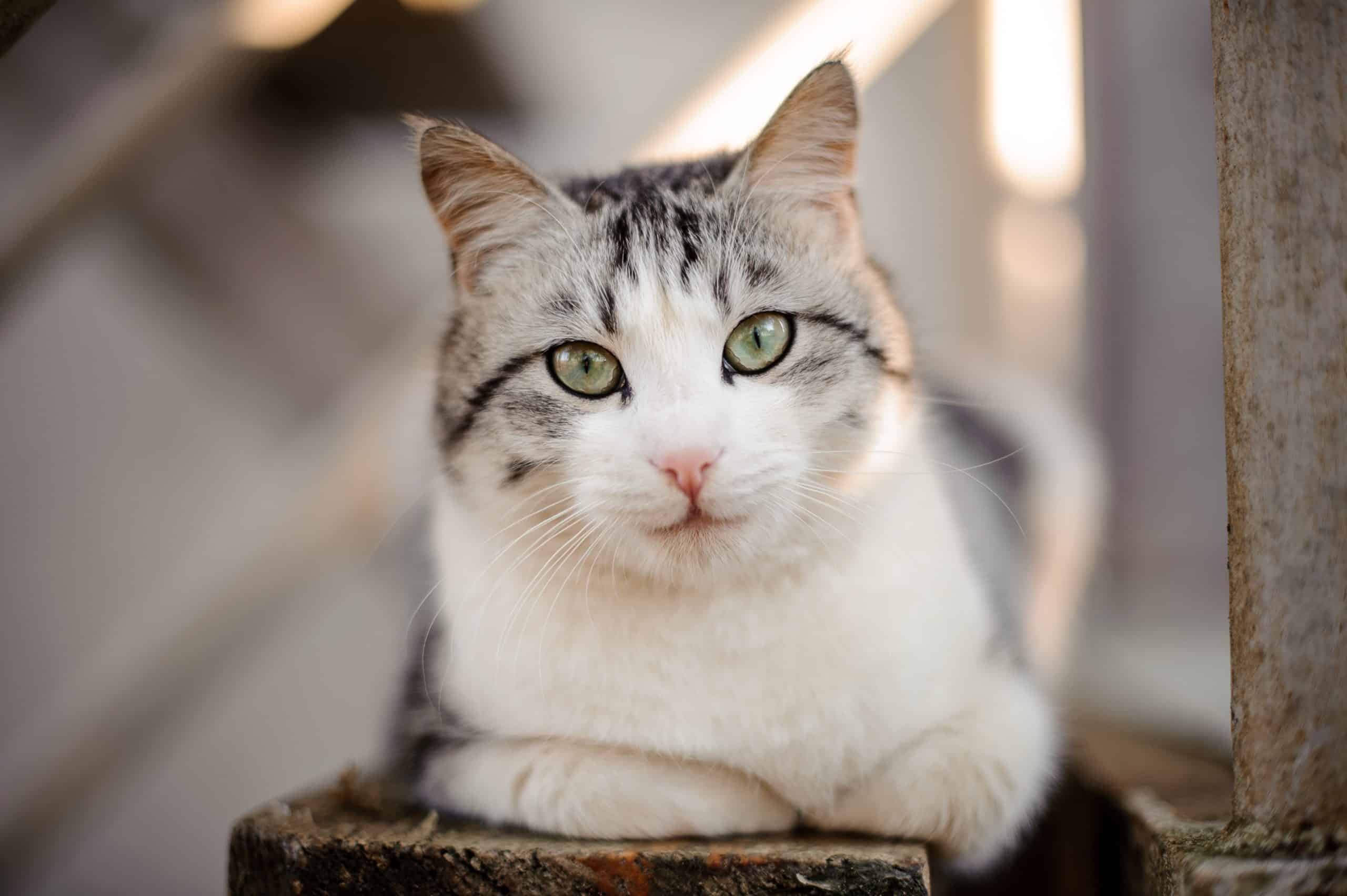Cute gray and white cat with the light green eyes lying on the wooden board and looking at camera in the blurred background