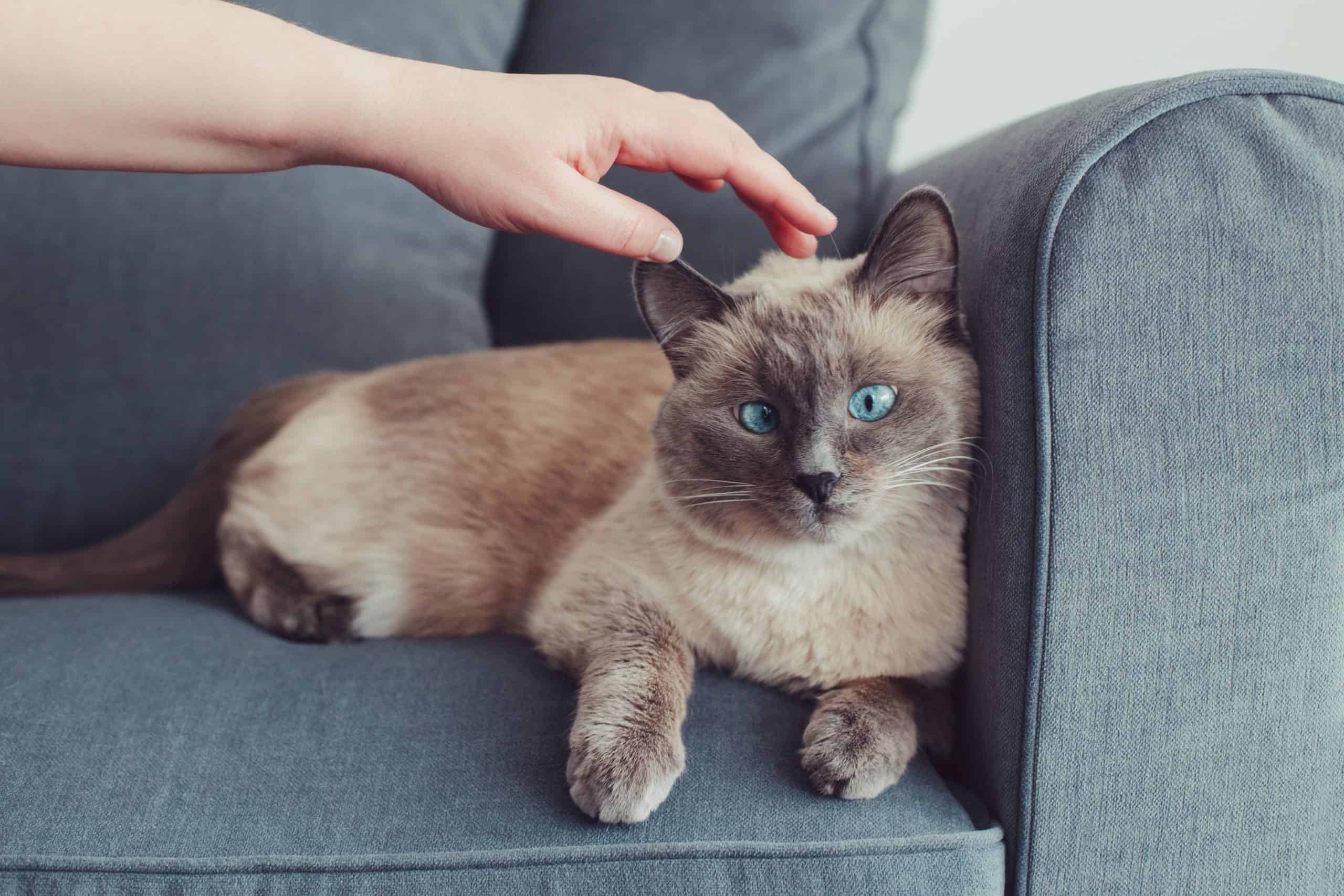 Beautiful colorpoint blue-eyed cat lying on couch sofa. Owner petting touching fluffy hairy domestic pet with blue eyes. Cute adorable feline kitten is stroked by man hand. Person eases stress