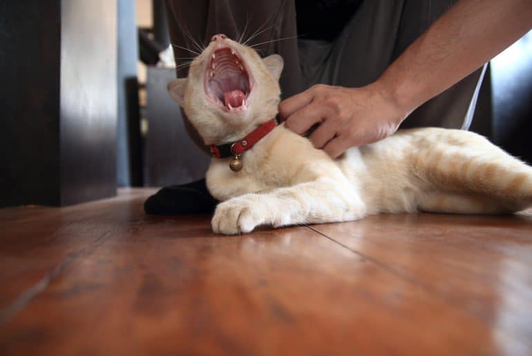 playing with a yawning cat
