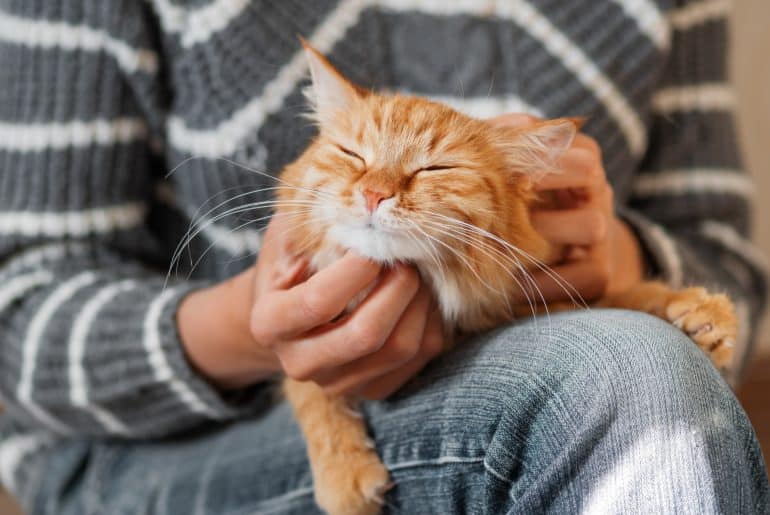 Cute ginger cat dozing on woman knees