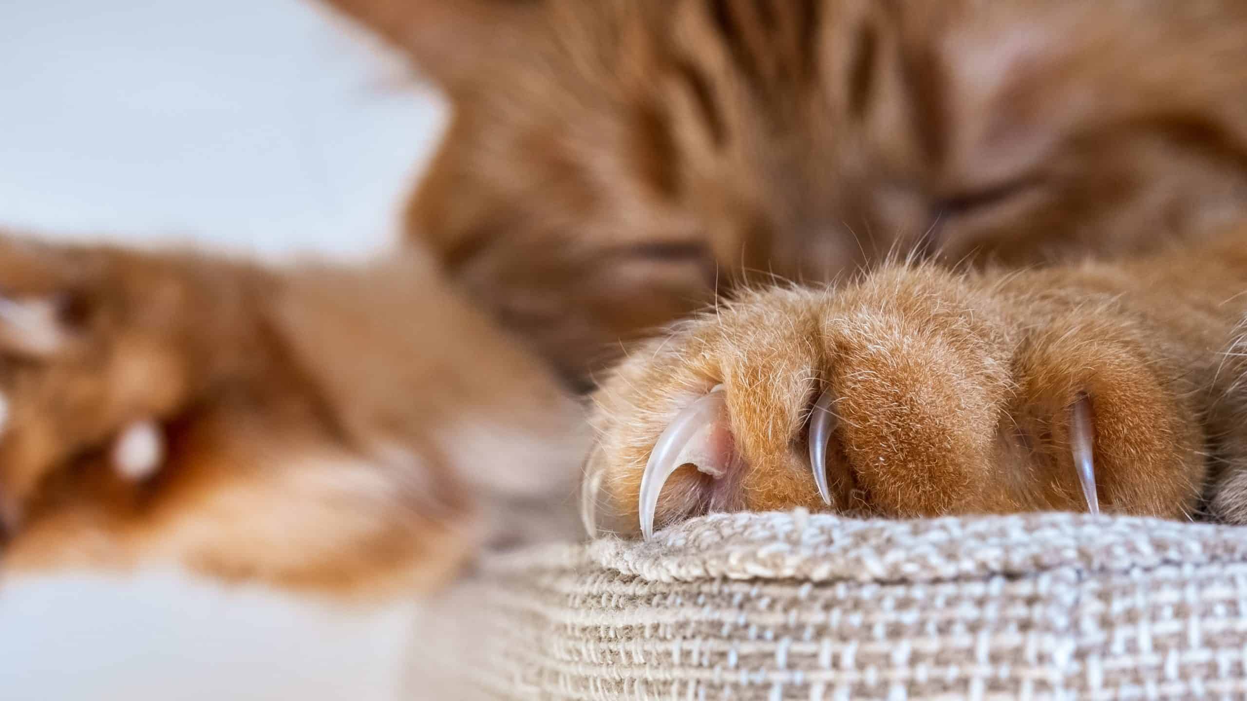 Close up of large claws visible on one of the front paws of a large orange cat