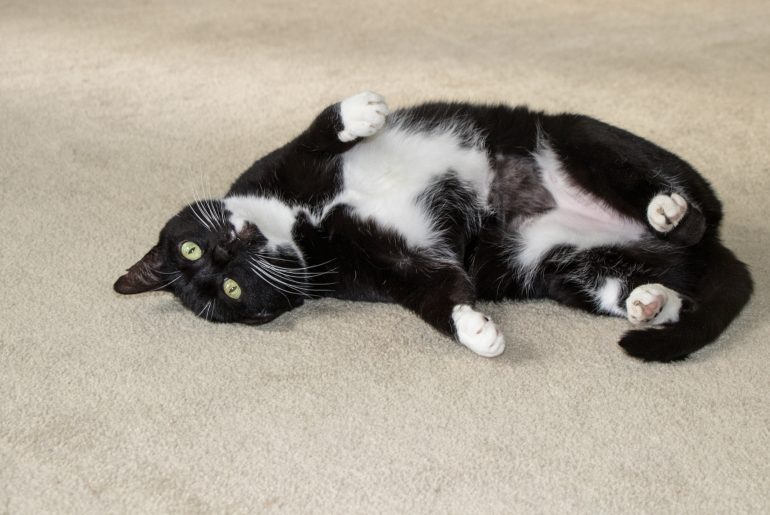 Black and white cat rolling on floor