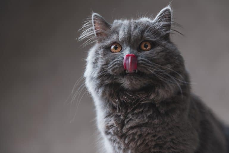 Cat licking lips