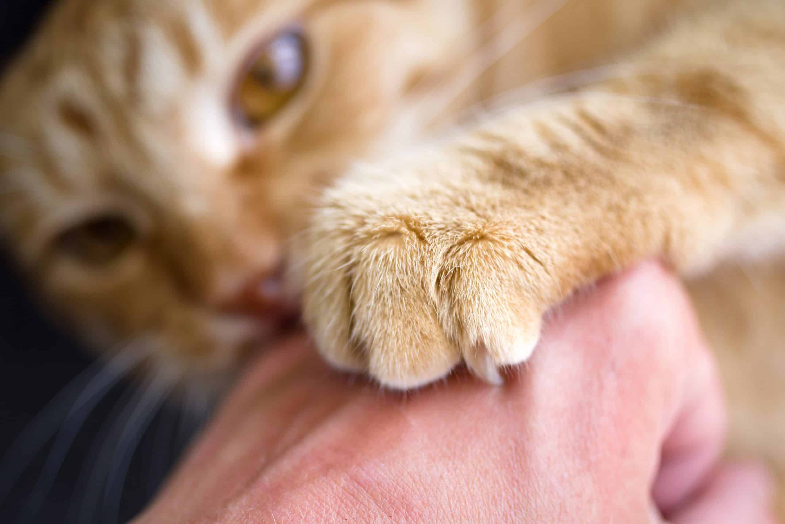 Red cat bites human hand, close-up
