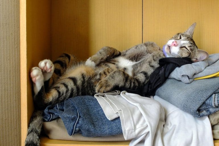 Cat sleeping on his back on a pile of clothes.