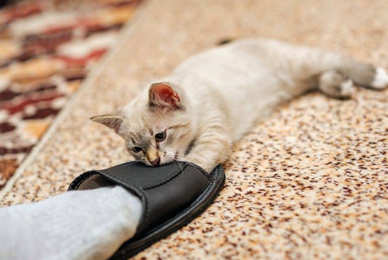 playful thai kitten biting human slipper.