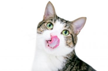 Cat licking lips