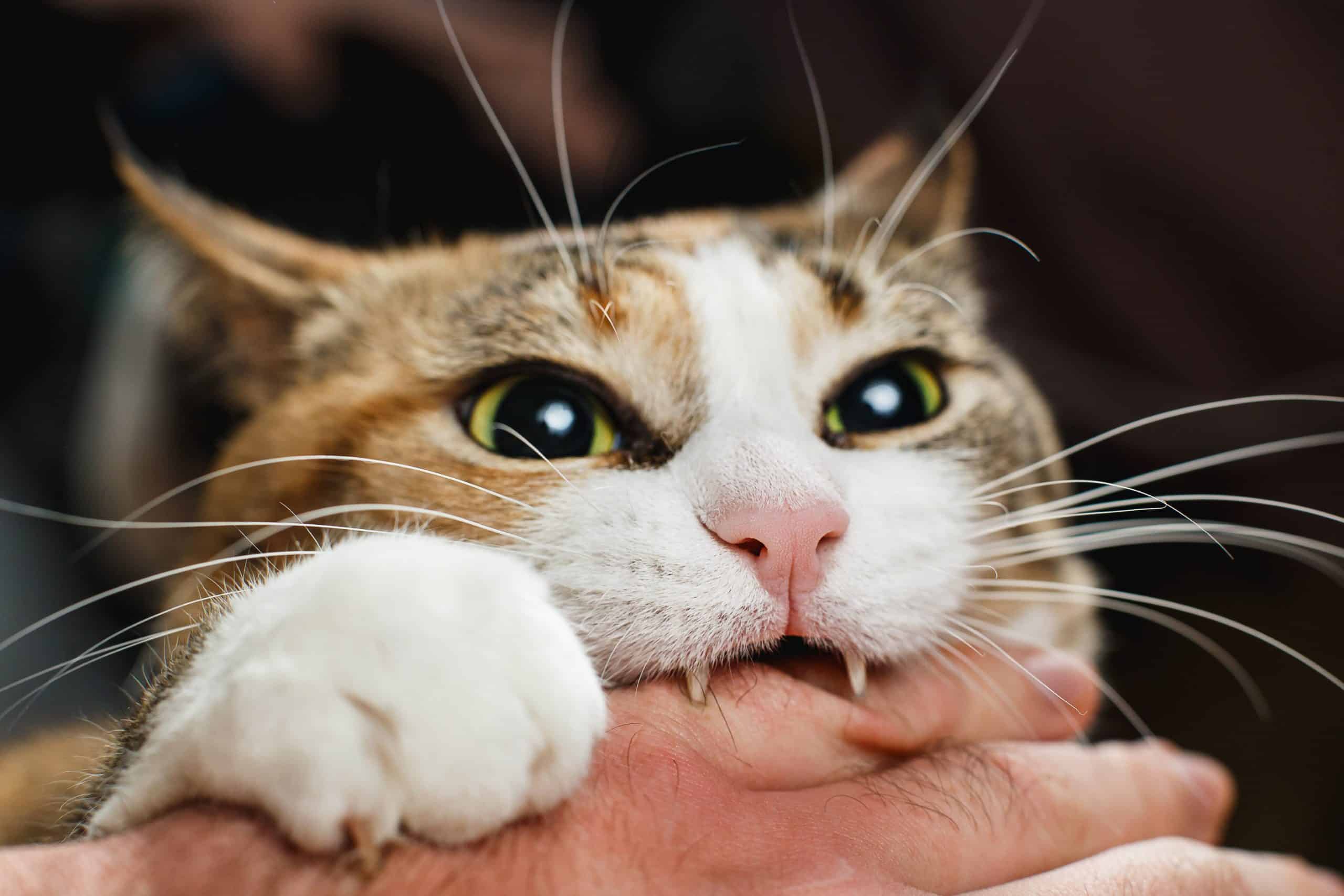 Cat bites hand