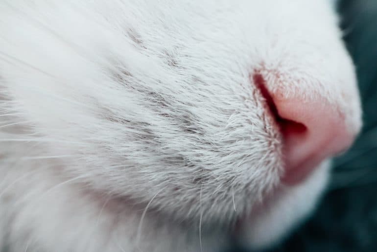 White cat's pink nose