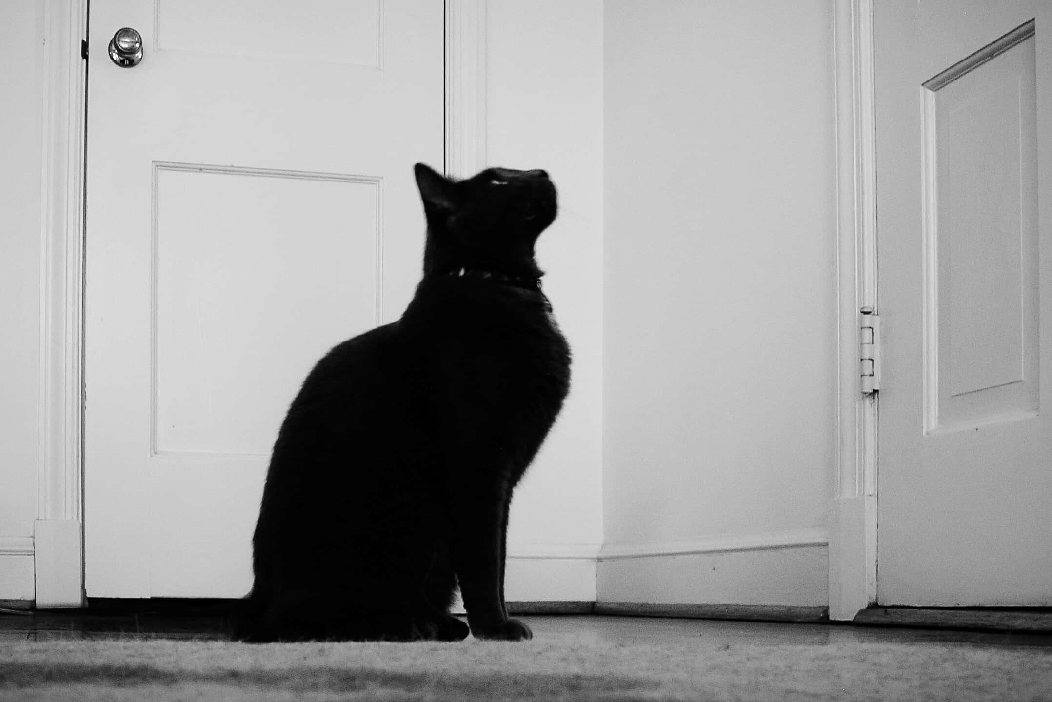 Side View Of Black Cat Sitting By Door Looking Up