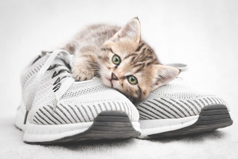 Cute tabby kitten lying on gray shoe