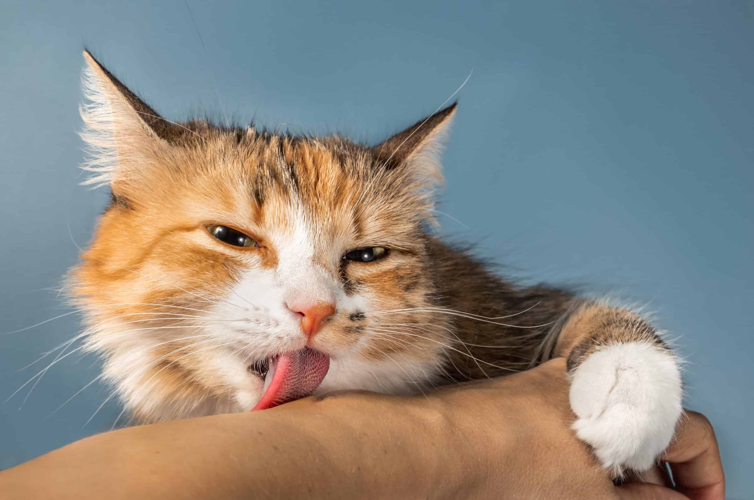Cat licking arm
