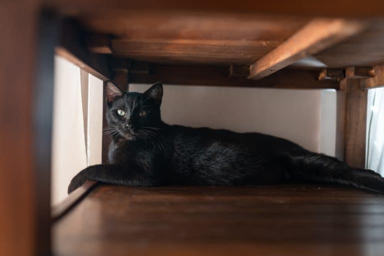 black cat with green eyes lying under the table