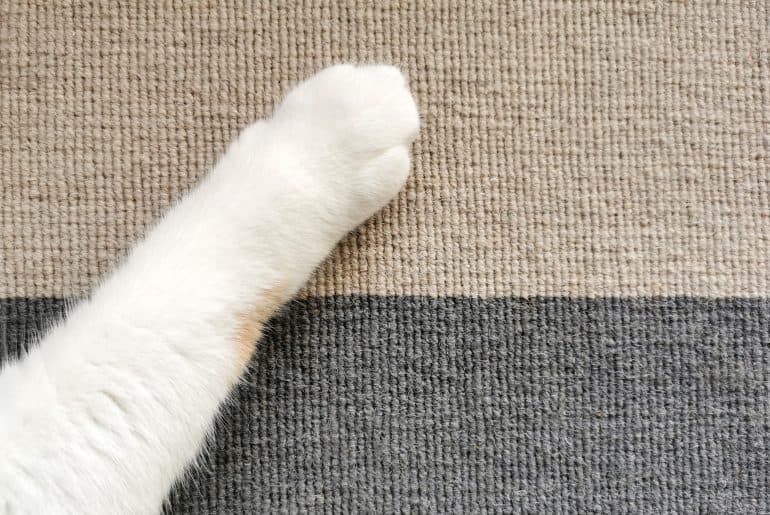 Cat paw on the carpet