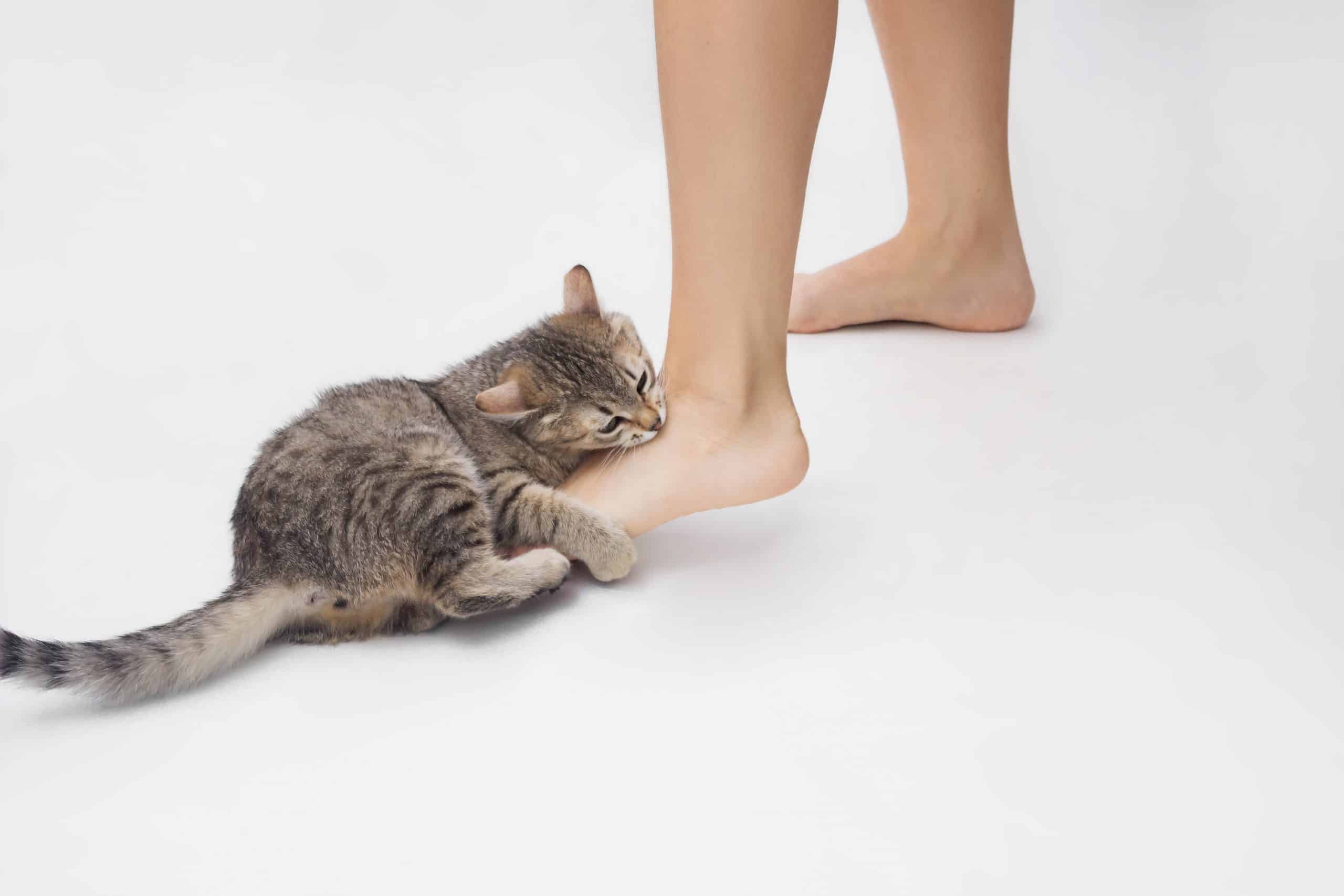 A young tabby cat bites a woman's feet. Cute kitten is playing with owner's feet isolated on white background. Bad behavior of pet. Naughty cat biting an ankle