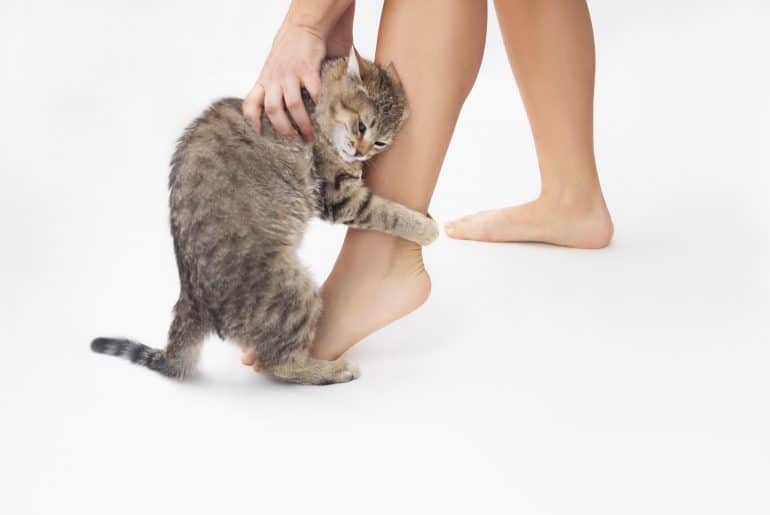 Cat grabs legs