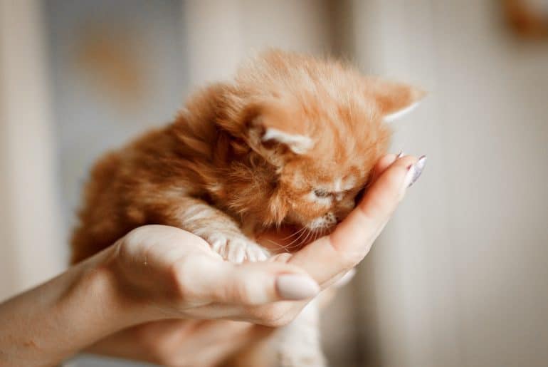 Close-up Of Hand Holding Cat