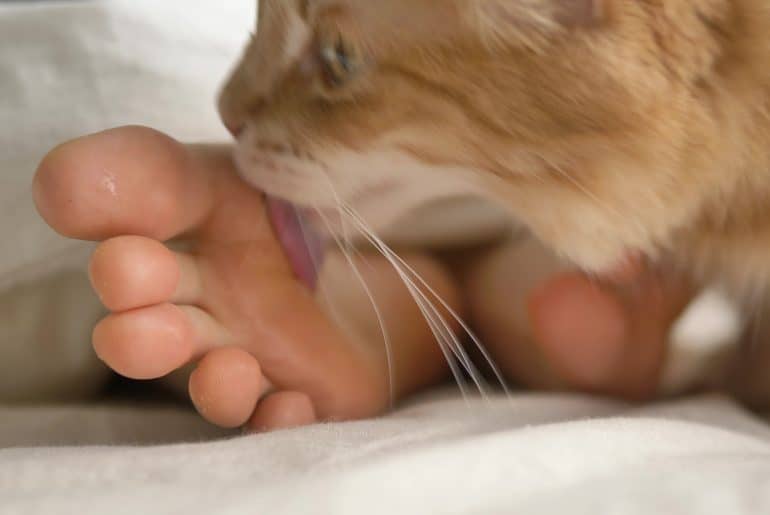 Lovely fluffy red cat licks bare sole of young person foot lying in large comfortable bed in sunny morning extreme closeup
