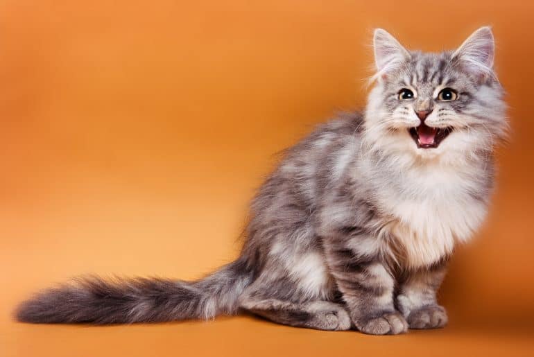 Fluffy gray cat sits and meows on a brown background